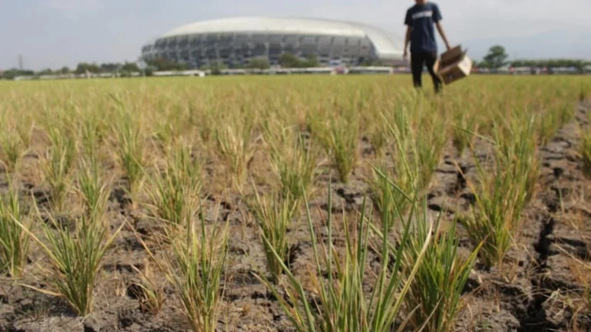 Ilustrasi musim kemarau yang membuat sawah kering