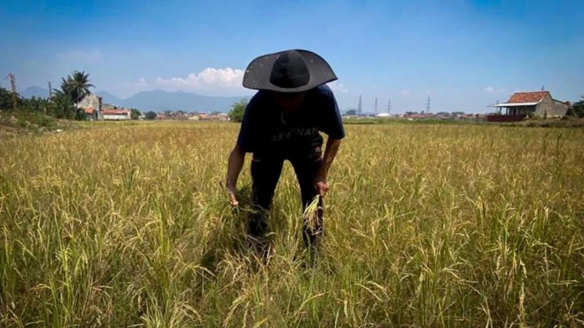 Petani di wilayah Kecamatan Cihampelas, Bandung Barat memilih menunda masa tanam padi. Dok Jabar Ekspres