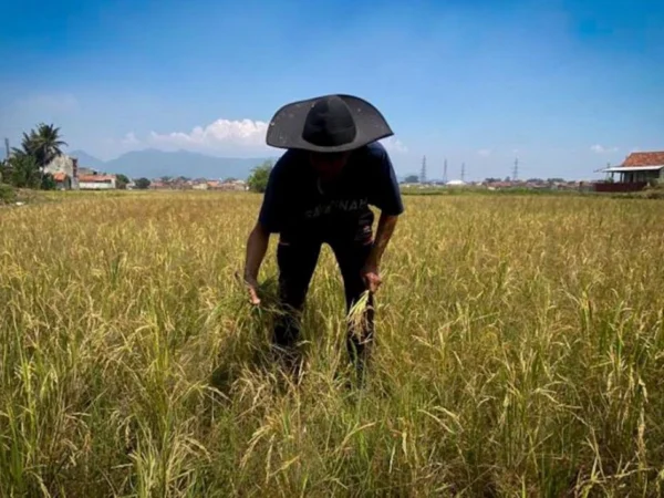 Petani di wilayah Kecamatan Cihampelas, Bandung Barat memilih menunda masa tanam padi. Dok Jabar Ekspres