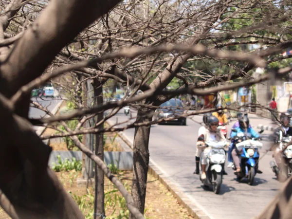 Dok. Terdampak musim kemarau, sejumlah pohon di Jl. Ibrahim Adjie Bandung kering. Foto. Son.