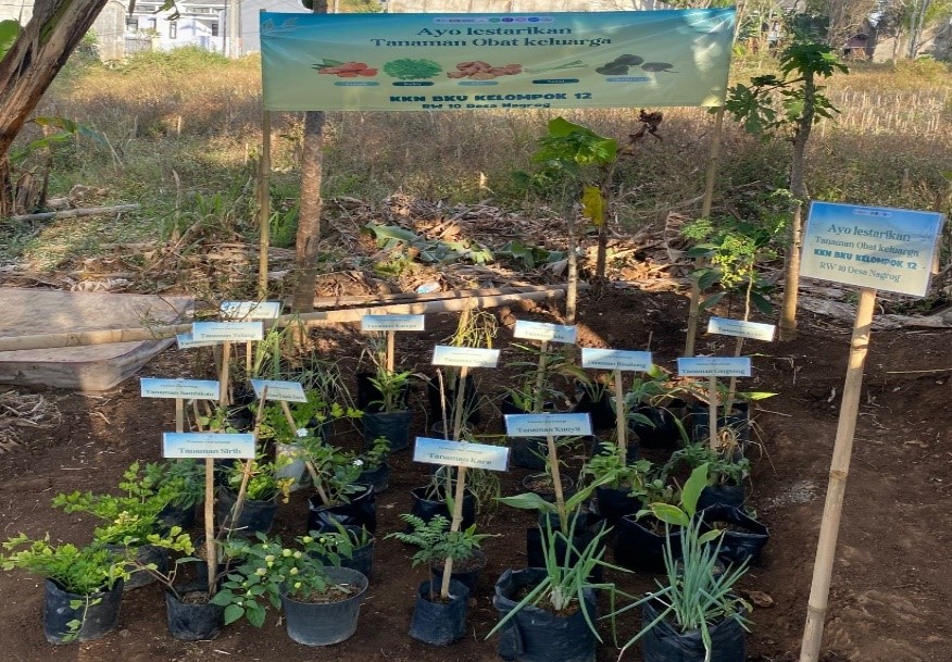 Penanaman Tanaman Obat (Foto: Mahasiswa KKN Universitas Bhakti Kencana Kelompok 12)