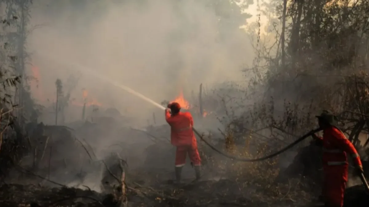 Hutan di Kawasan Gunung Tangkuban Perahu Kebakaran