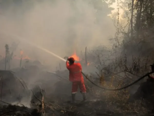 Hutan di Kawasan Gunung Tangkuban Perahu Kebakaran