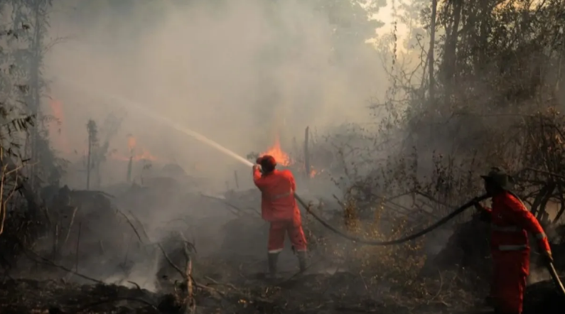 Hutan di Kawasan Gunung Tangkuban Perahu Kebakaran