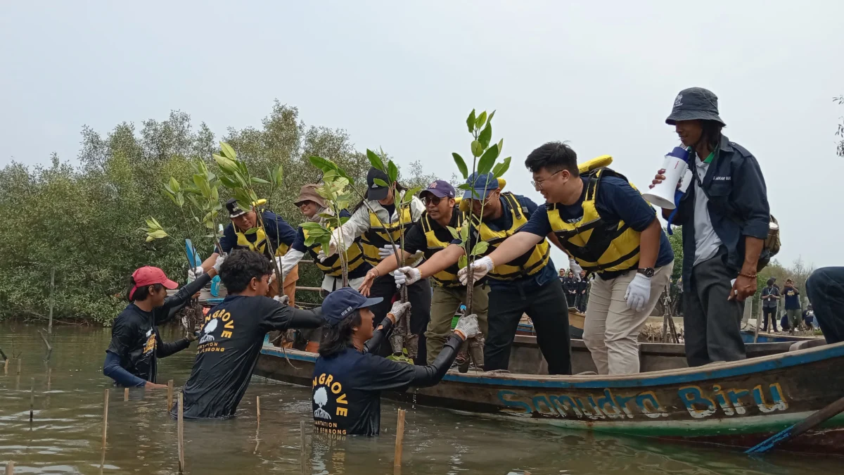 Penanaman 5.000 pohon mangrove untuk perlindungan dan kesehatan ekosistem pesisir di Muara Gembong, Senin 23 September 2024.