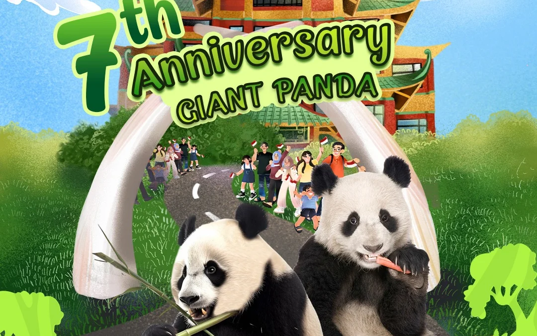 Annivesary Giant Panda ke-7, Taman Safari Bogor Siapkan Mini Parade Unik