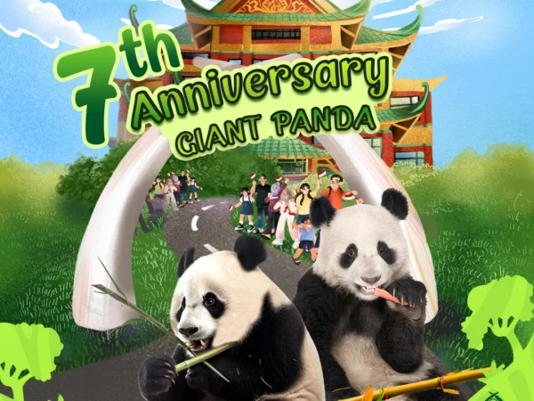 Annivesary Giant Panda ke-7, Taman Safari Bogor Siapkan Mini Parade Unik