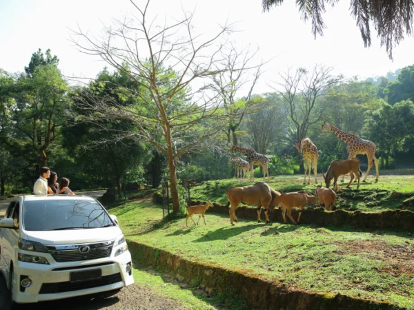 Taman Safari Bogor Rp140 Ribu/ Istimewa