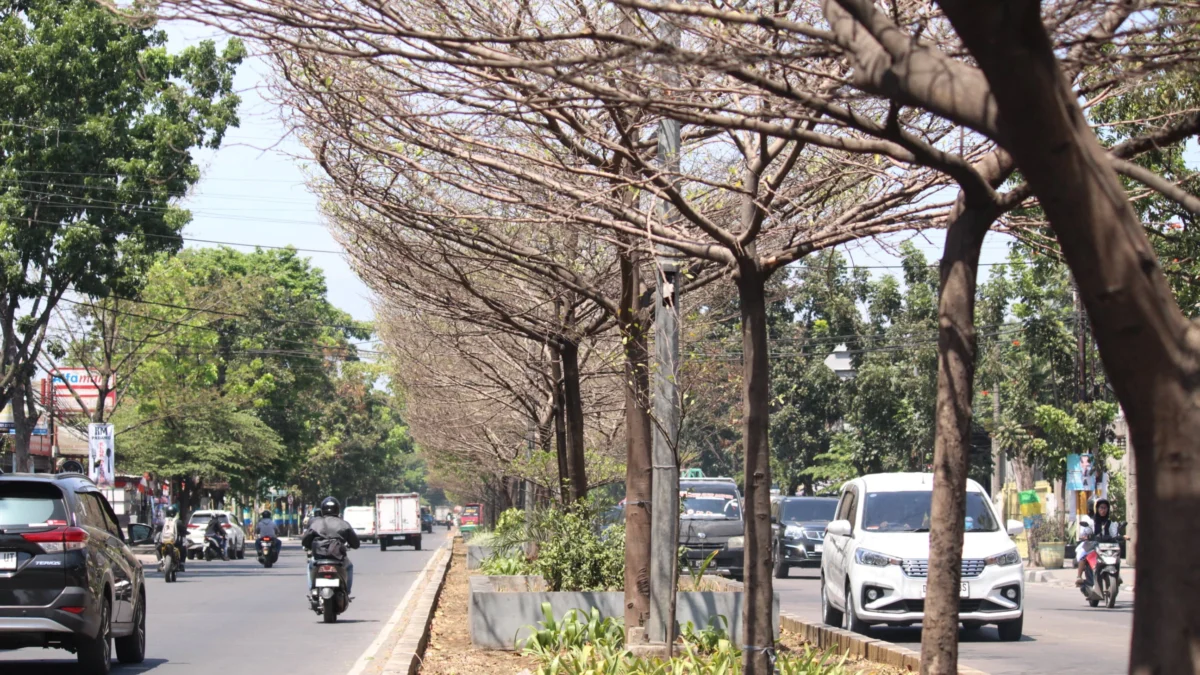 Dok. Sejumlah pohon di ruas Jalan Ibrahim Adjie kering akibat dampak musim kemarau. Foto Son