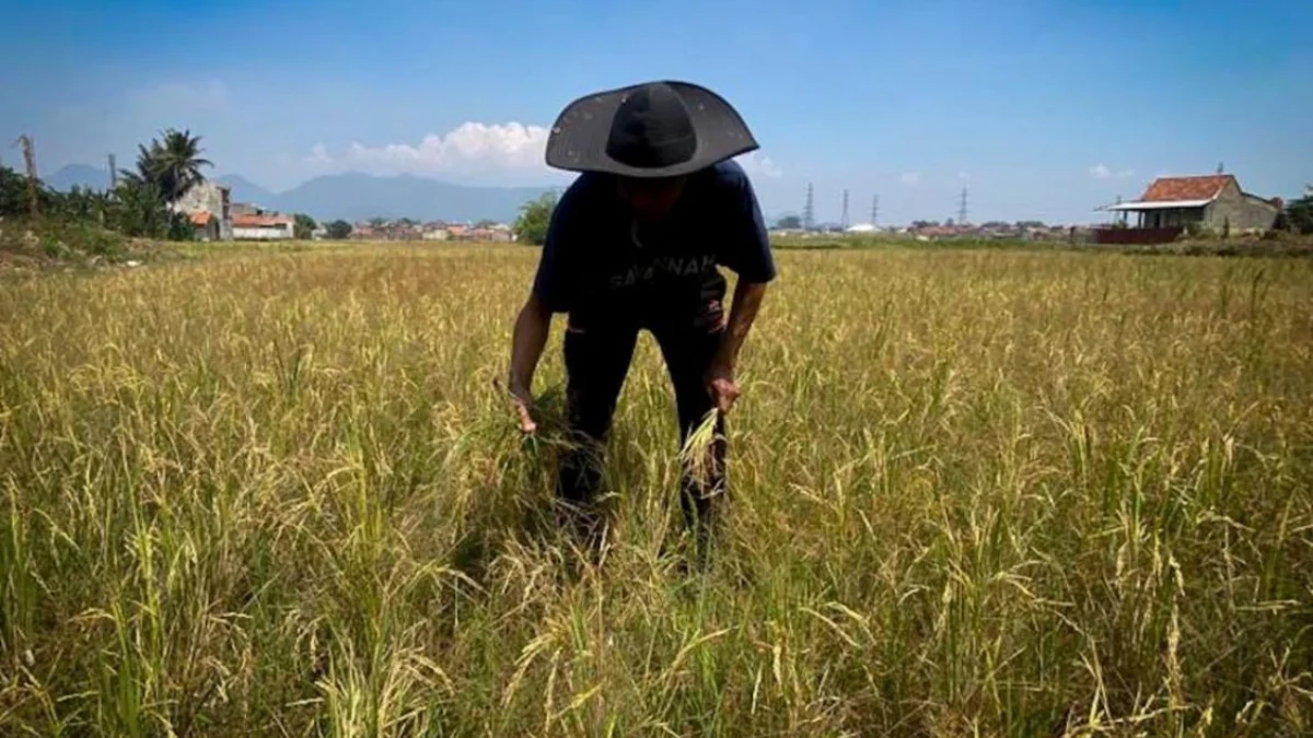 Petani di Kecamatan Cihampelas, Bandung Barat memilih menunda masa tanam padi. Dok Jabar Ekspres