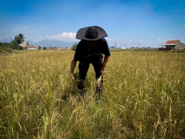 Petani di Kecamatan Cihampelas, Bandung Barat memilih menunda masa tanam padi. Dok Jabar Ekspres