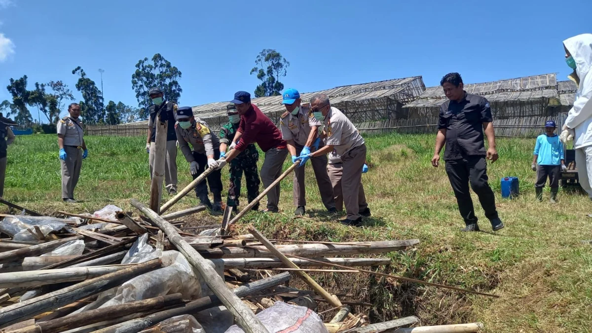 Badan Karantina Indonesia (Barantin) melalui Balai Karantina Hewan, Ikan, dan Tumbuhan (Karantina) Jawa Barat melakukan pemusnahan 1,5 ton bibit Lilium di Pangalengan, Kabupaten Bandung. Foto Istimewa