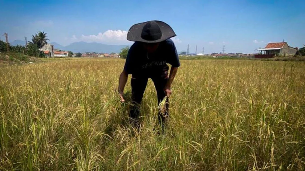 Petani di Kecamatan Cihampelas, Bandung Barat memilih menunda masa tanam padi di musim kemarau. Dok Jabar Ekspres