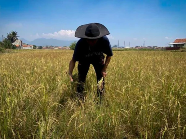 Petani di Kecamatan Cihampelas, Bandung Barat memilih menunda masa tanam padi di musim kemarau. Dok Jabar Ekspres