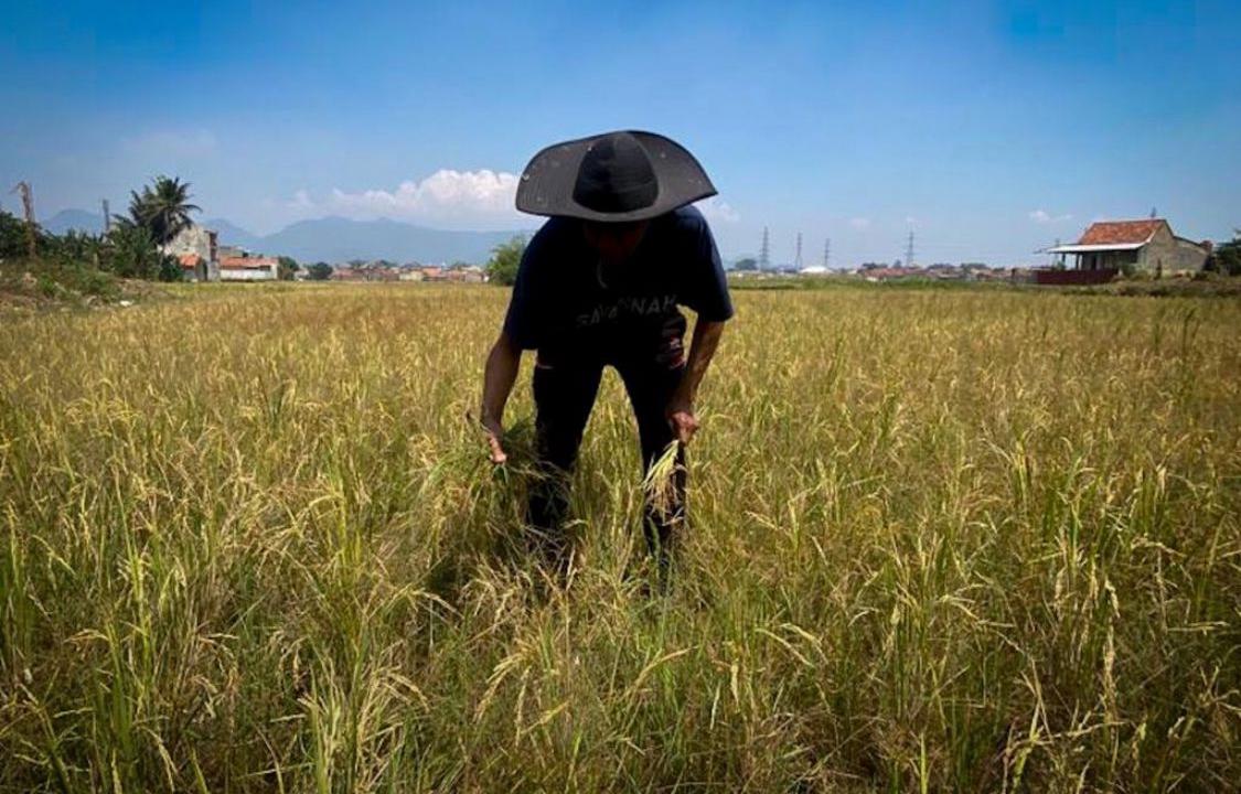 Petani di Kecamatan Cihampelas, Bandung Barat memilih menunda masa tanam padi di musim kemarau. Dok Jabar Ekspres