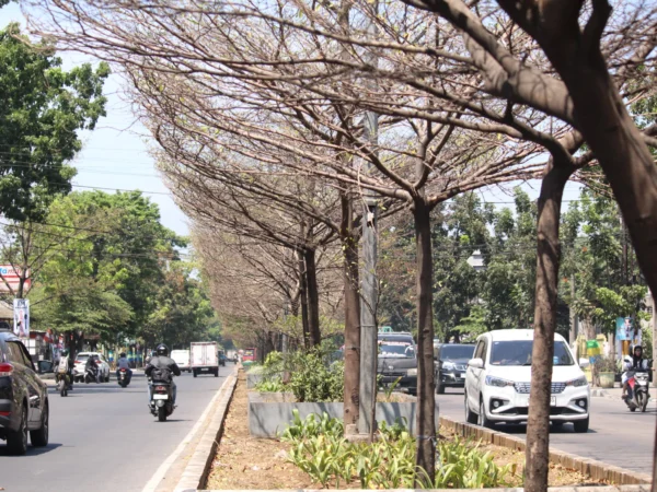 Ist. Pohon di sepanjang jalam Kota Bandung kering akibat kemarau. Dok. Jabar Ekspres.