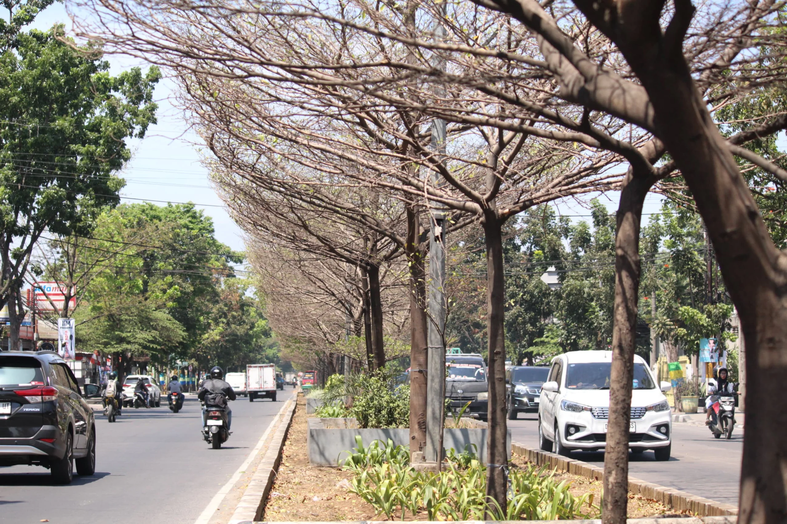 Ist. Pohon di sepanjang jalam Kota Bandung kering akibat kemarau. Dok. Jabar Ekspres.