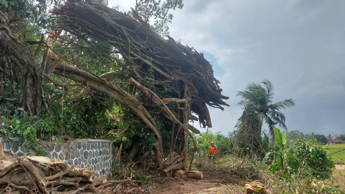 Pohon beringin berusia ratusan tahun di Pulo Majeti tumbang. Banyak pihak mengaitkan kejadian ini dengan kondisi Pilkada tahun 2024. (Istimewa)