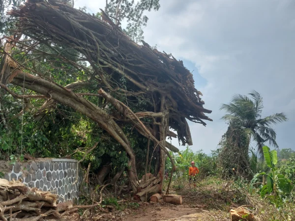 Pohon beringin berusia ratusan tahun di Pulo Majeti tumbang. Banyak pihak mengaitkan kejadian ini dengan kondisi Pilkada tahun 2024. (Istimewa)