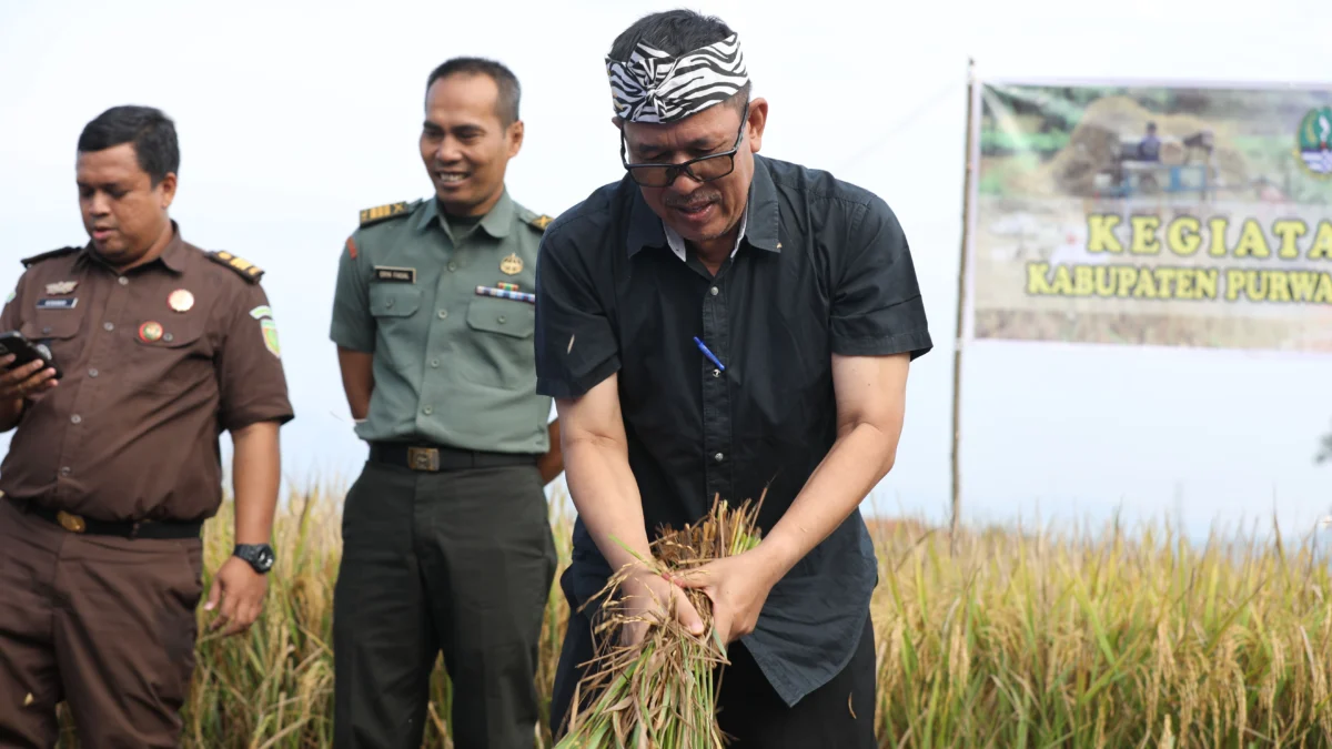 Kabupaten Purwakarta Buat Program Khusus untuk Antisipasi Kekurangan Pangan Akibat Kemarau Panjang 