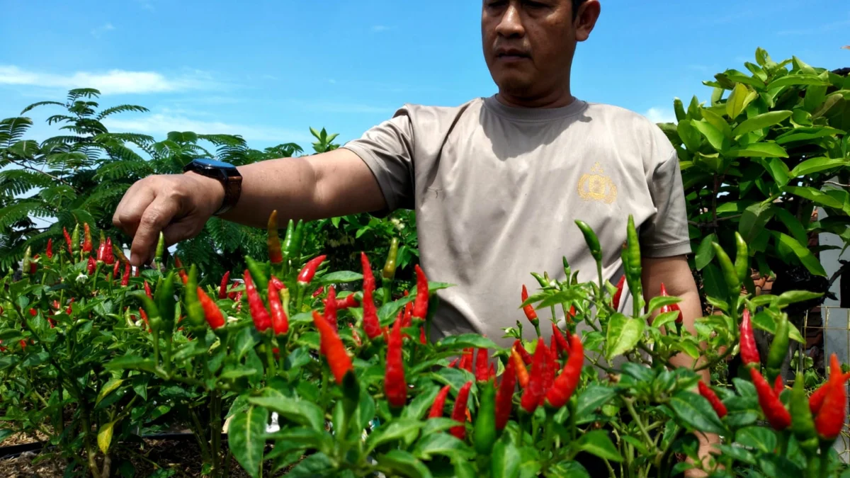 Wawan Setiawan saat menunjukkan sayur dan cabai siap panen di Buruan Sae Pajajaran.