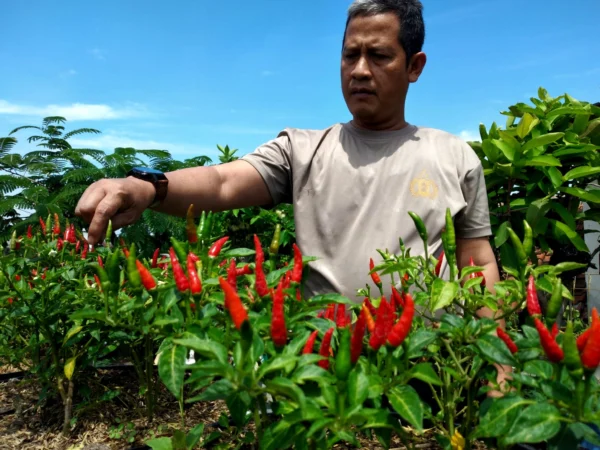 Wawan Setiawan saat menunjukkan sayur dan cabai siap panen di Buruan Sae Pajajaran.