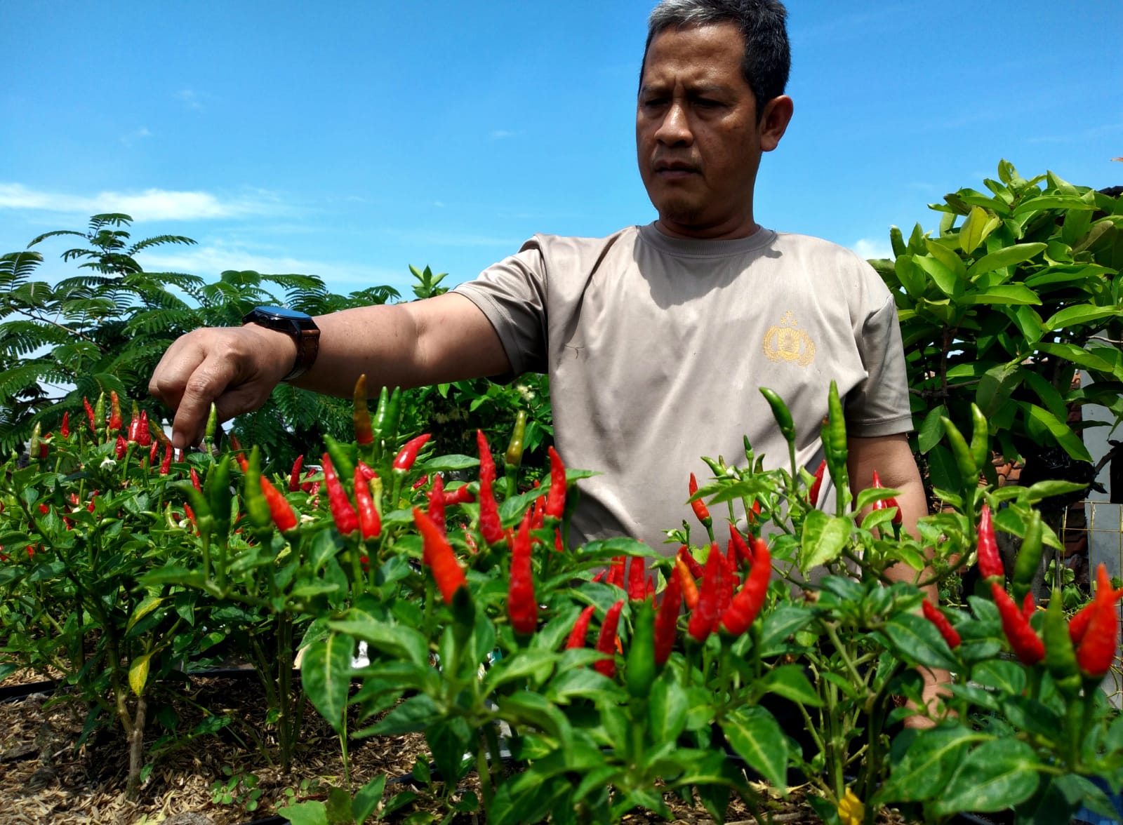 Wawan Setiawan saat menunjukkan sayur dan cabai siap panen di Buruan Sae Pajajaran.