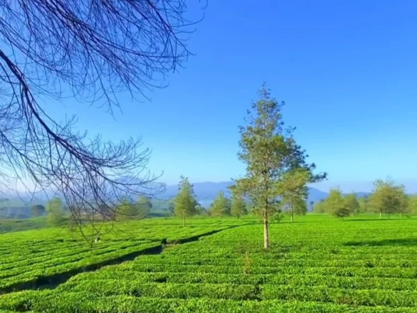 Ilustrasi tempat wisata di Pangalengan, Kabupaten Bandung. (foto Instagram @explorepangalengan)