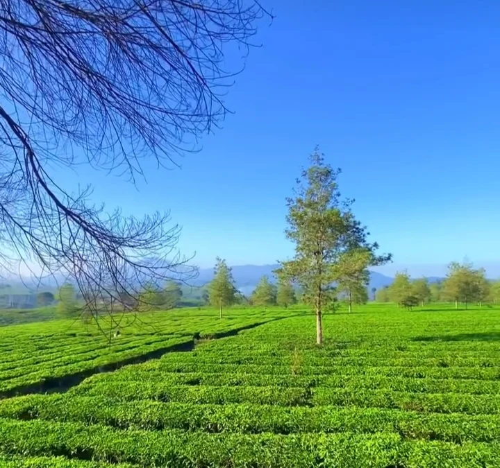 Ilustrasi tempat wisata di Pangalengan, Kabupaten Bandung. (foto Instagram @explorepangalengan)