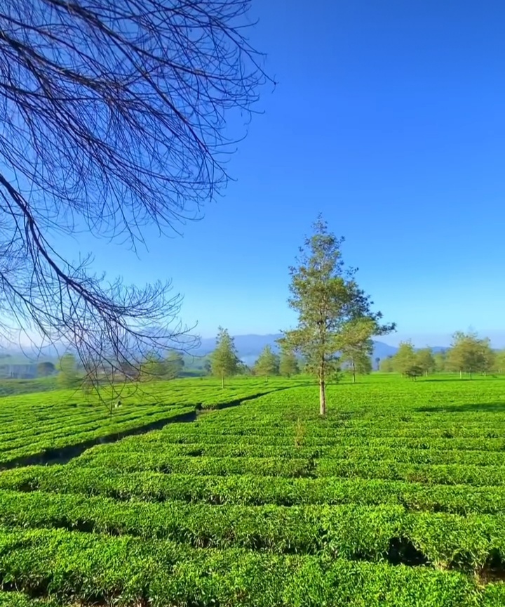 Ilustrasi tempat wisata di Pangalengan, Kabupaten Bandung. (foto Instagram @explorepangalengan)