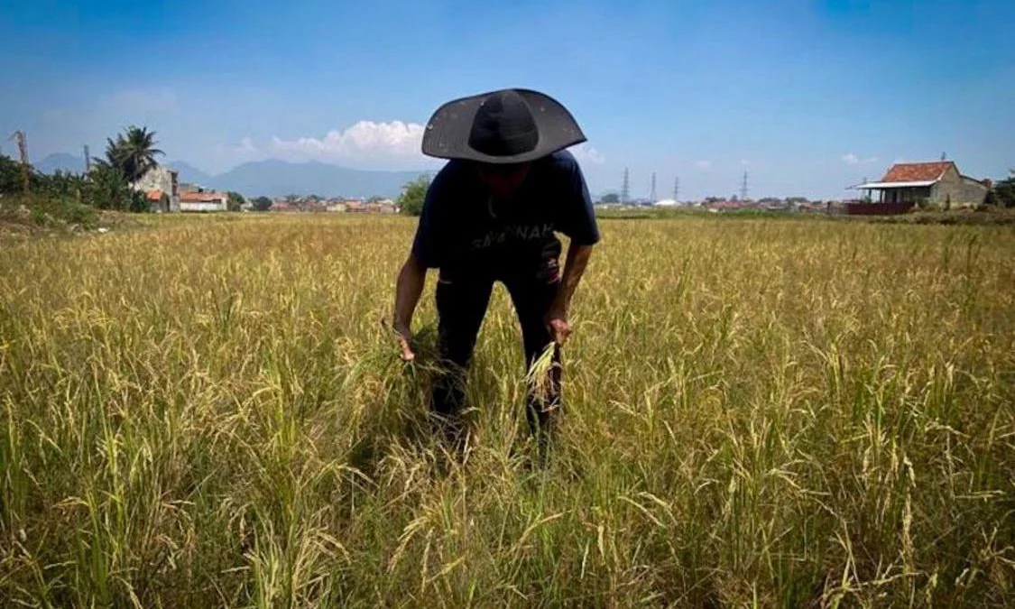 Ilustrasi petani di Bandung Barat keluhkan harga bibit mahal dan sulitnya dapatkan pupuk subsidi. Dok Jabar Ekspres