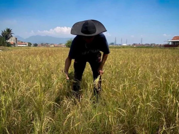 Ilustrasi petani di Bandung Barat keluhkan harga bibit mahal dan sulitnya dapatkan pupuk subsidi. Dok Jabar Ekspres