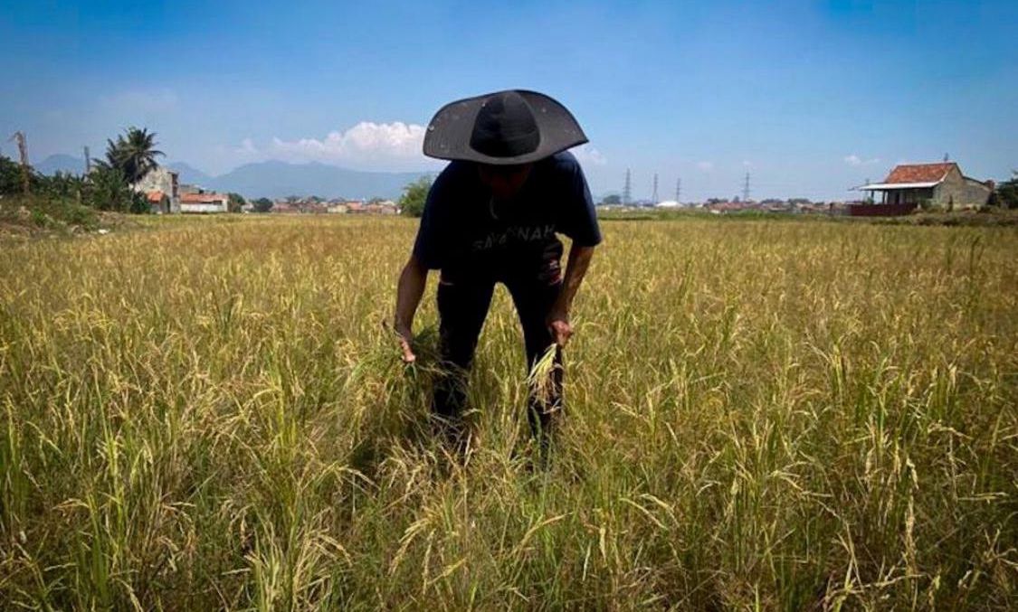 Ilustrasi petani di Bandung Barat keluhkan harga bibit mahal dan sulitnya dapatkan pupuk subsidi. Dok Jabar Ekspres