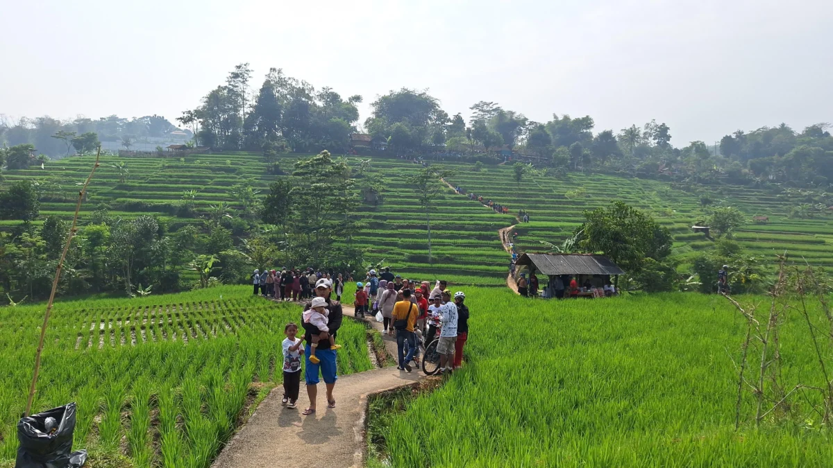 Desa Mangunjaya, Kecamatan Arjasari, Kabupaten Bandung, kini menjadi sorotan setelah hamparan sawah hijau di wilayah tersebut viral di media sosial. Foto Agi