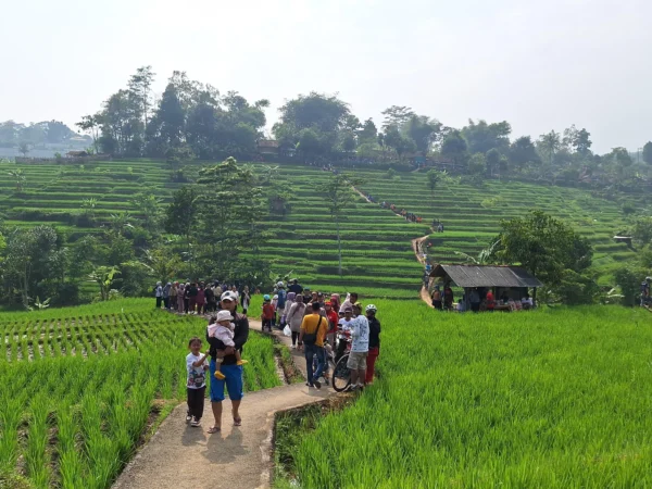 Desa Mangunjaya, Kecamatan Arjasari, Kabupaten Bandung, kini menjadi sorotan setelah hamparan sawah hijau di wilayah tersebut viral di media sosial. Foto Agi