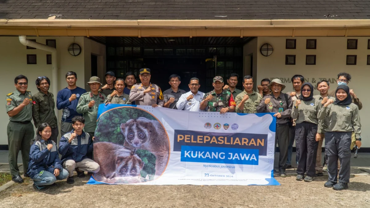 Kukang Jawa Saat di Translokasi di Gunung Kendeng, Taman Nasional Gunung Halimun Salak. (Sandika Fadilah/Jabar Ekspres)