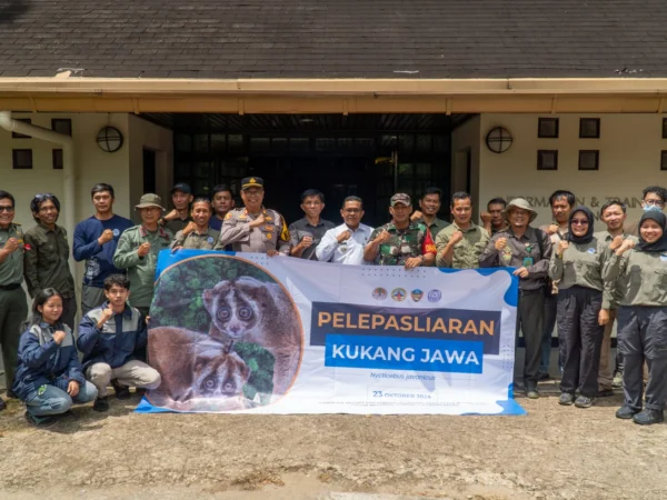 Kukang Jawa Saat di Translokasi di Gunung Kendeng, Taman Nasional Gunung Halimun Salak. (Sandika Fadilah/Jabar Ekspres)