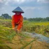 Ilustrasi petani tengah memanen padi di wilayah Kecamatan Ngamprah, Bandung Barat. Dok Jabar Ekspres