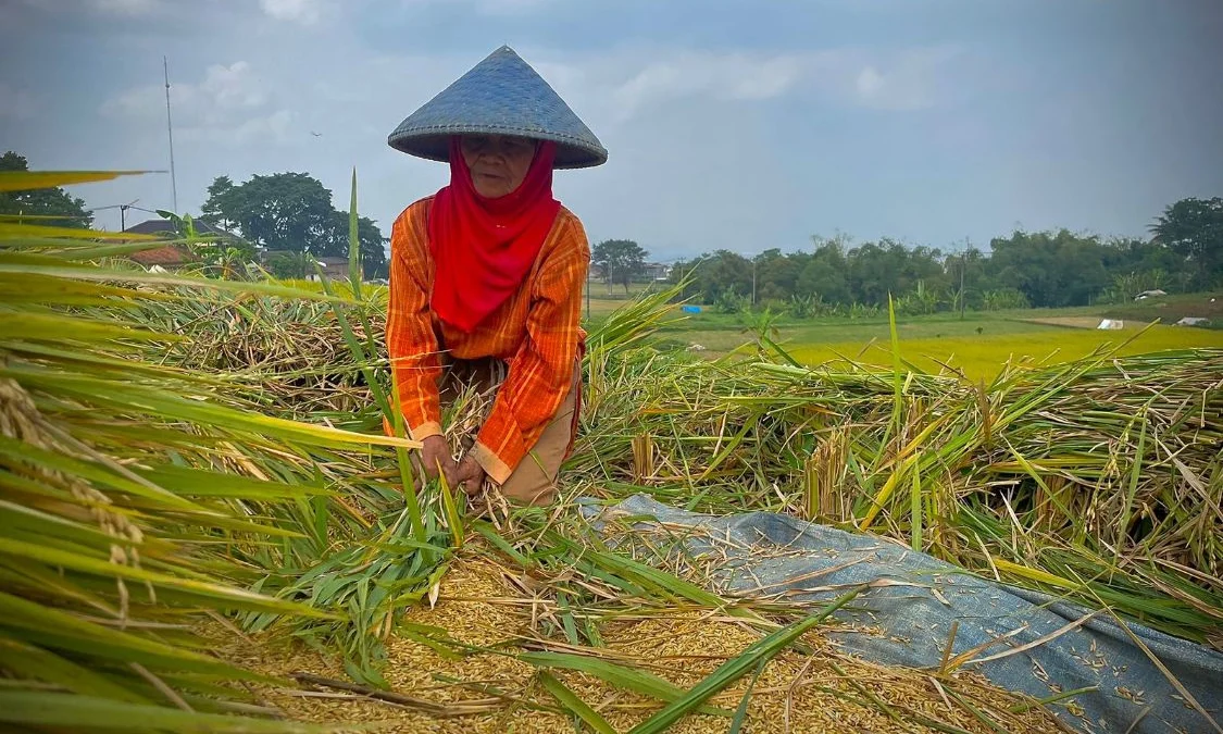 Ilustrasi petani tengah memanen padi di wilayah Kecamatan Ngamprah, Bandung Barat. Dok Jabar Ekspres