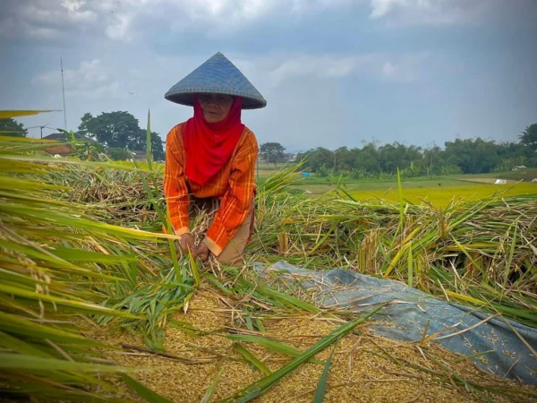 Ilustrasi petani tengah memanen padi di wilayah Kecamatan Ngamprah, Bandung Barat. Dok Jabar Ekspres