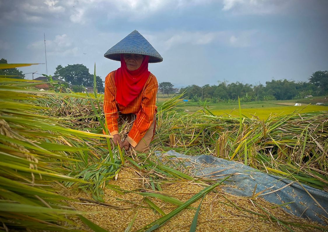 Ilustrasi petani tengah memanen padi di wilayah Kecamatan Ngamprah, Bandung Barat. Dok Jabar Ekspres