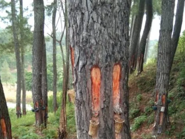 Aktifitas penyadapan Getah Pinus yang diduga dilakukan oleh perusahan-perusahaan nakal (Dok. For Jabar Ekspres)