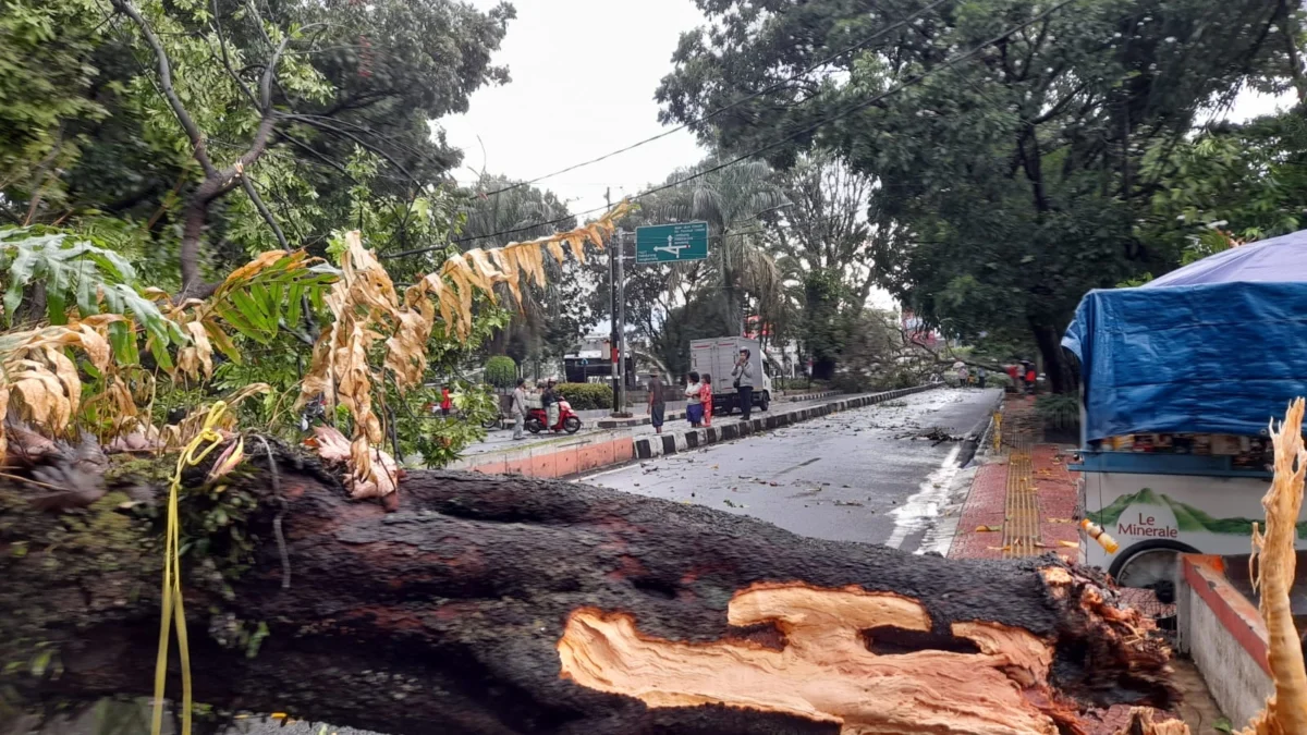 Hujan Deras Sebabkan Pohon Tumbang di Cimahi (mong)