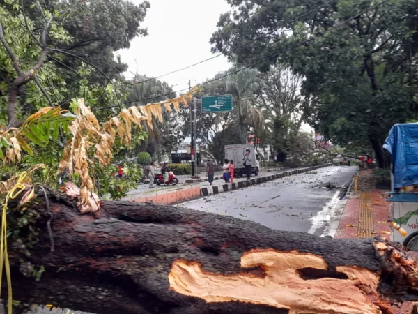 Hujan Deras Sebabkan Pohon Tumbang di Cimahi (mong)