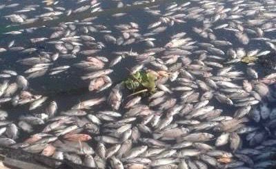 Ilustrasi belasan ton ikan mati massal di KJA Waduk Saguling, Kabupaten Bandung Barat. Dok Petani ikan