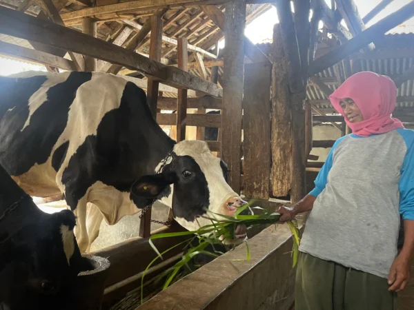 Peternak sapi perah di kawasan Lembang Kabupaten Bandung Barat mengeluhkan mengenai harga jual susu sapi yang sangat murah.