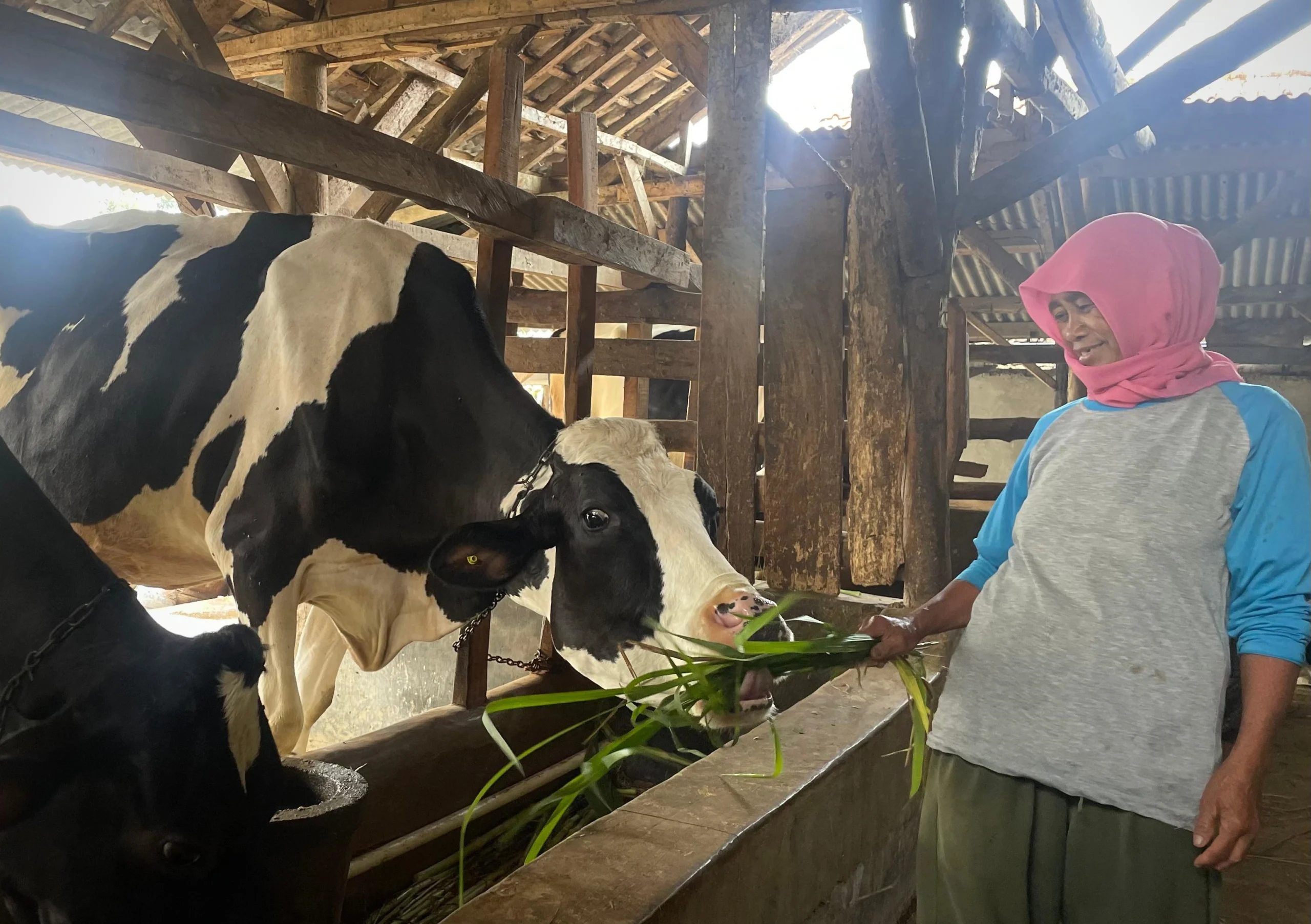 Peternak sapi perah di kawasan Lembang Kabupaten Bandung Barat mengeluhkan mengenai harga jual susu sapi yang sangat murah.