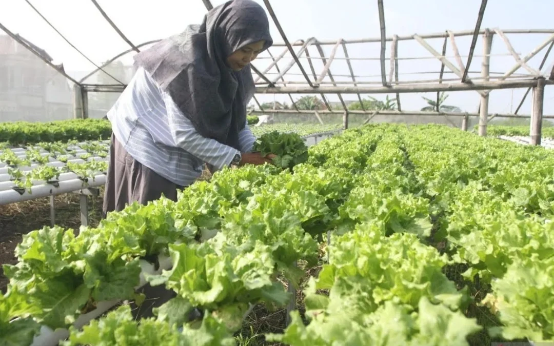 Cara Daftar Petani Milenial 2024, Gaji Rp10 Juta Per Bulan