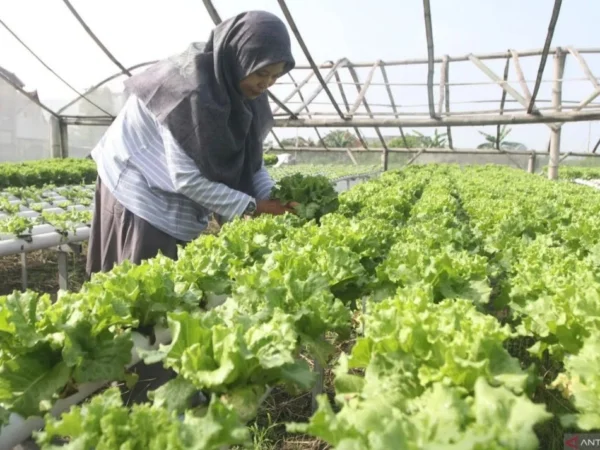 Cara Daftar Petani Milenial 2024, Gaji Rp10 Juta Per Bulan