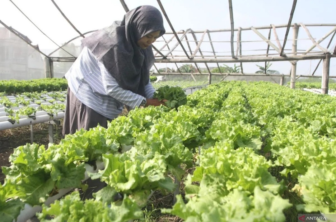 Cara Daftar Petani Milenial 2024, Gaji Rp10 Juta Per Bulan